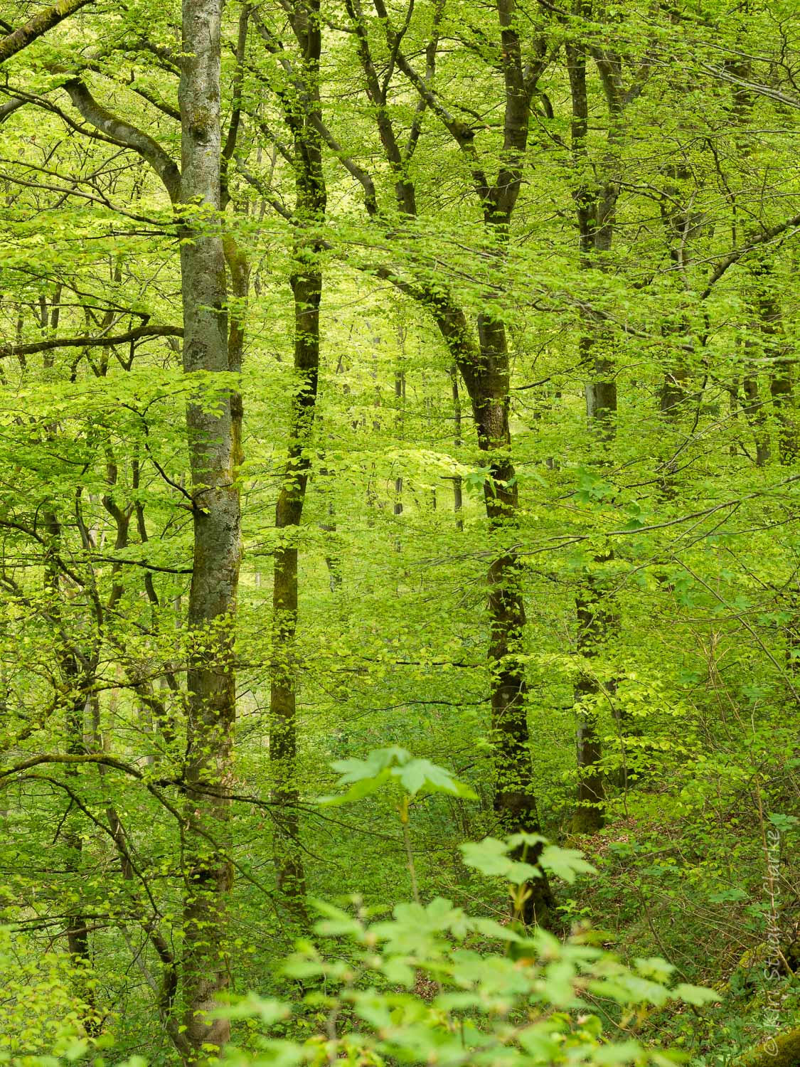 Lush green springtime tree canopy