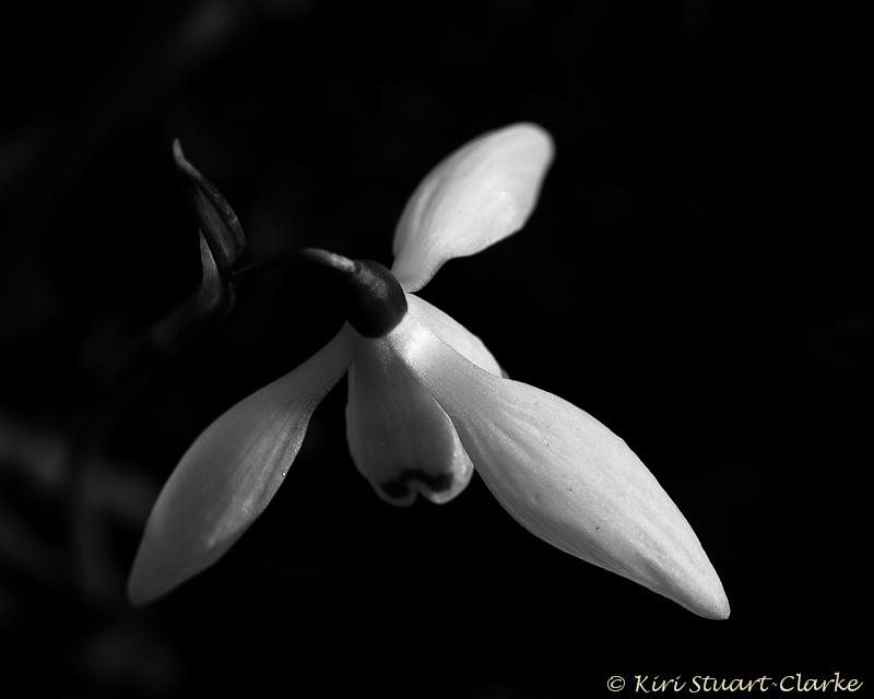 Black and White Snowdrop