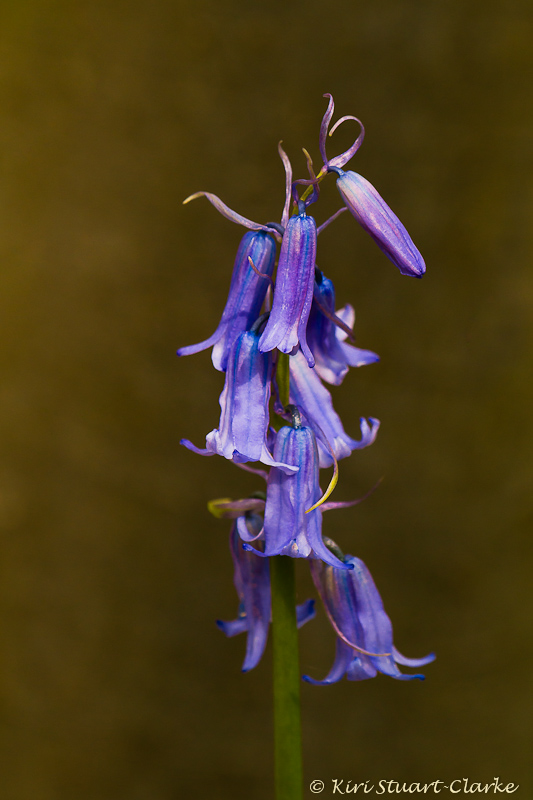  Bluebell cluster 