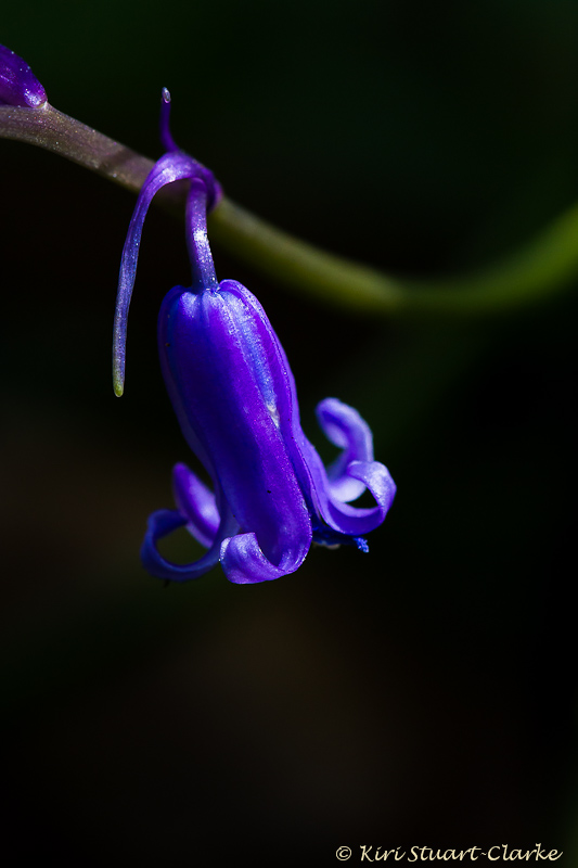  Bluebell flower 