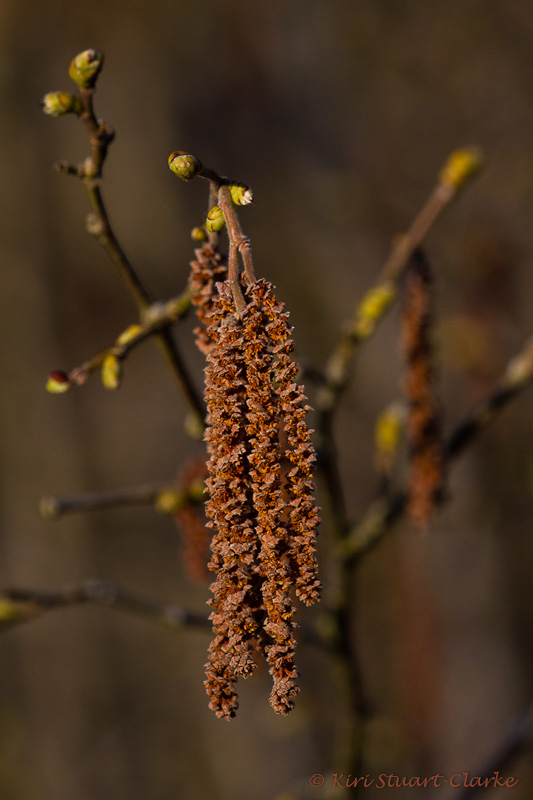 Silver birch tree catkins and buds
