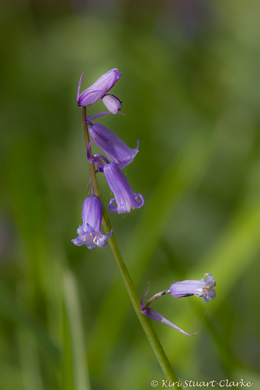Dainty bluebell