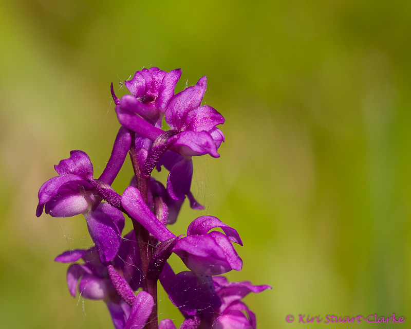 Early purple orchid