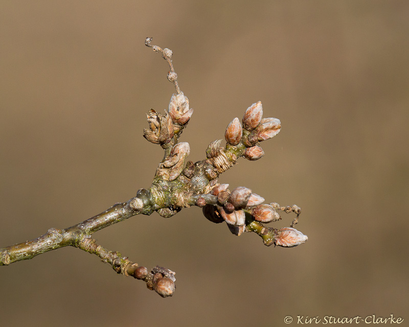  Hawthorn buds 