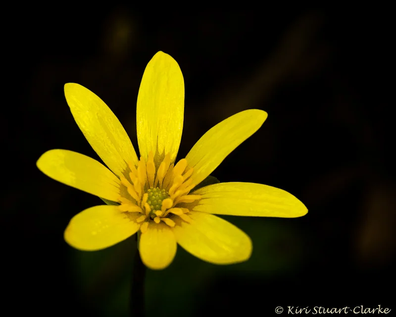 Lesser Celandine