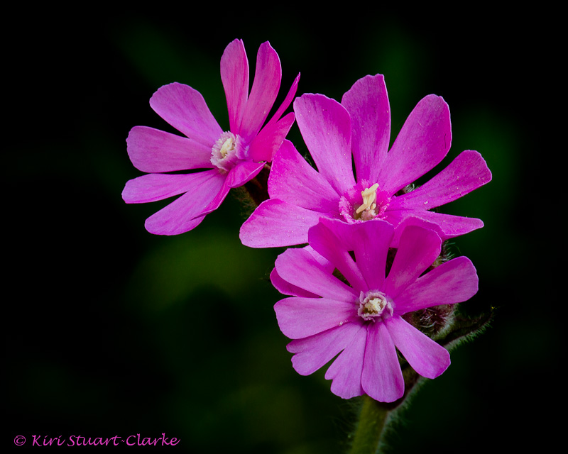 red campion