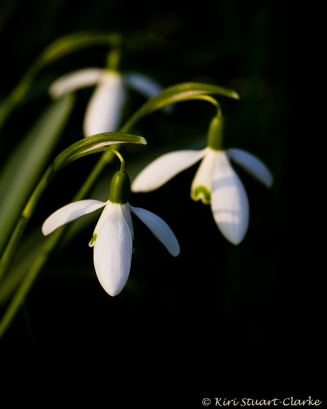  Three snowdrops 