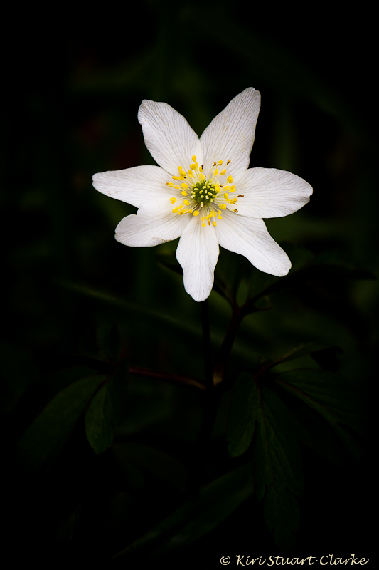  Wood Anemone 