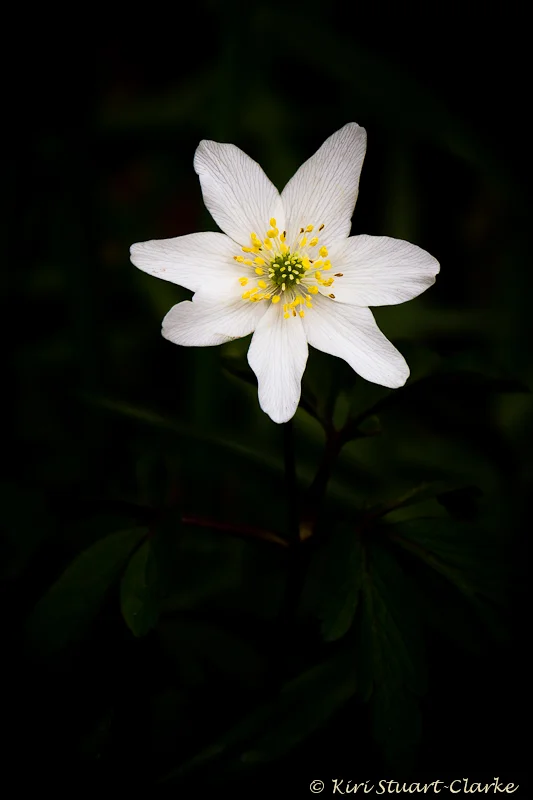 Wood Anemone