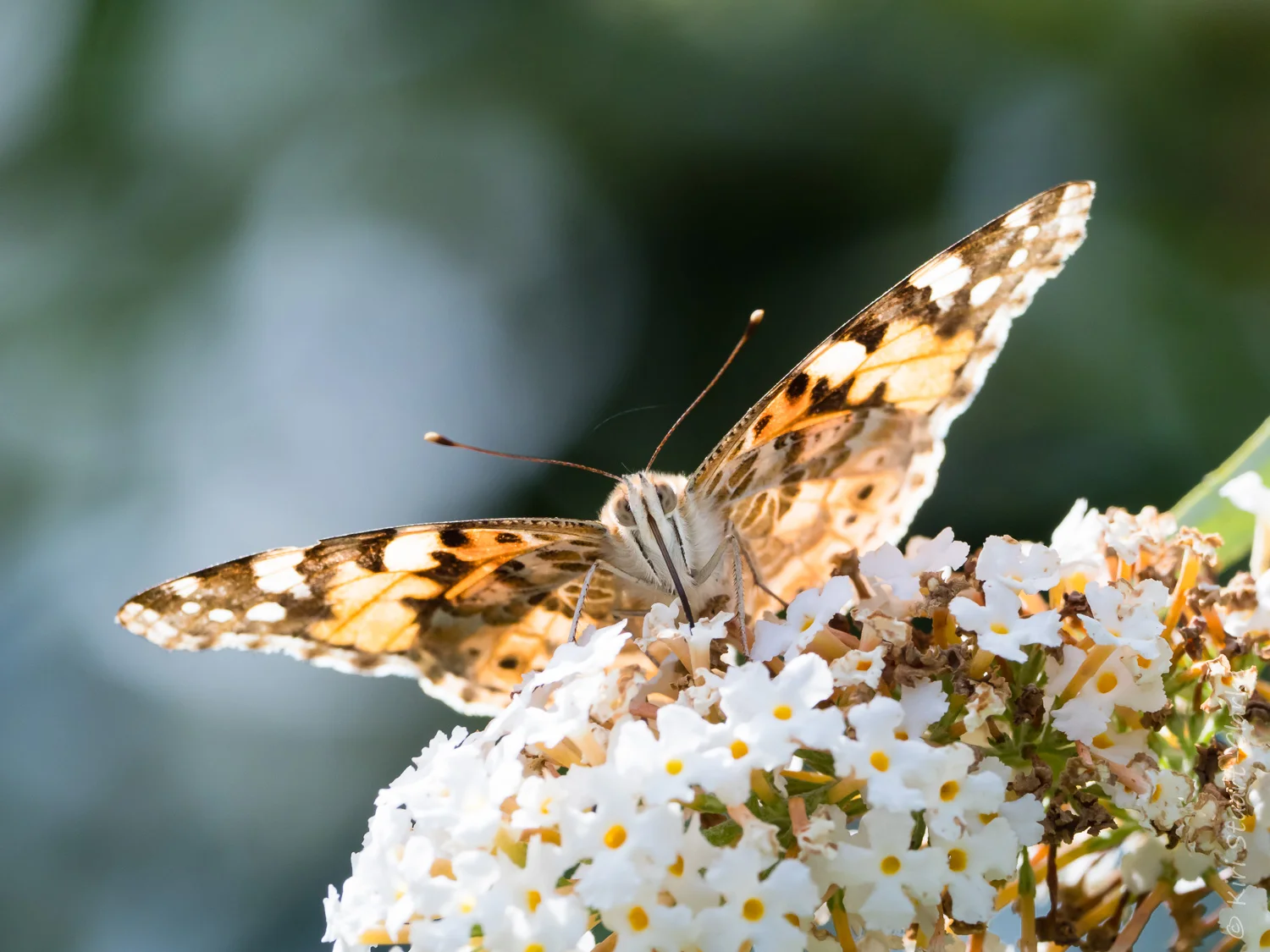 Painted Lady nectaring on White Buddliea head on