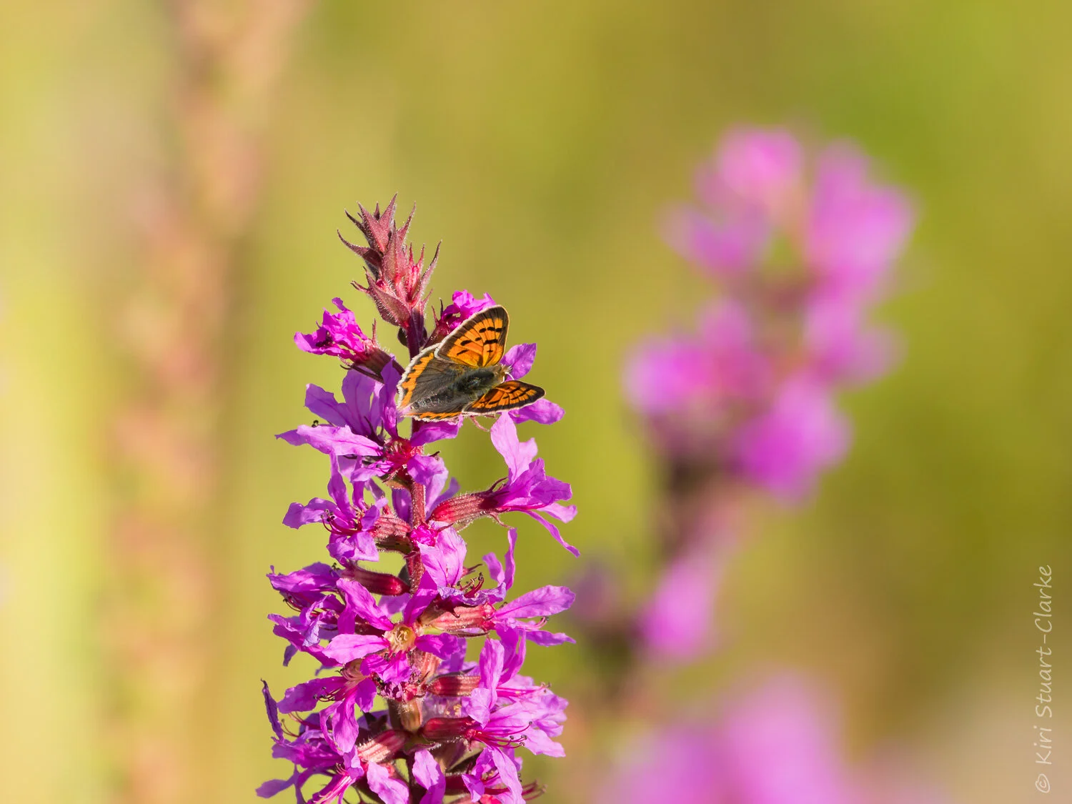 Small Copper butterfly amidst swaying Purple Loosestrife flower spikes