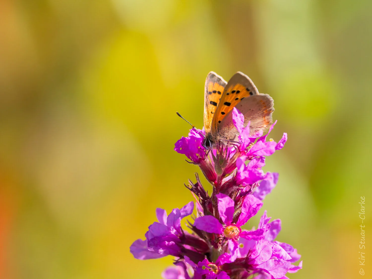 Small Copper butterfly nectaring atop a Purple Loosestrife flower