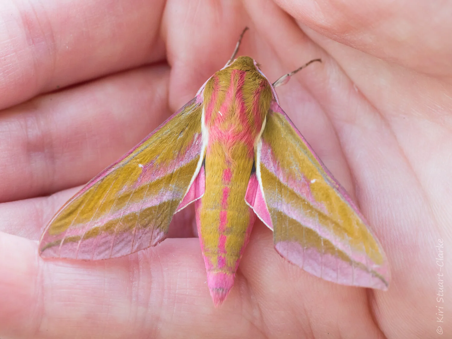 Elephant Hawkmoths use Purple Loosestrife as a caterpillar host plant and have magenta markings