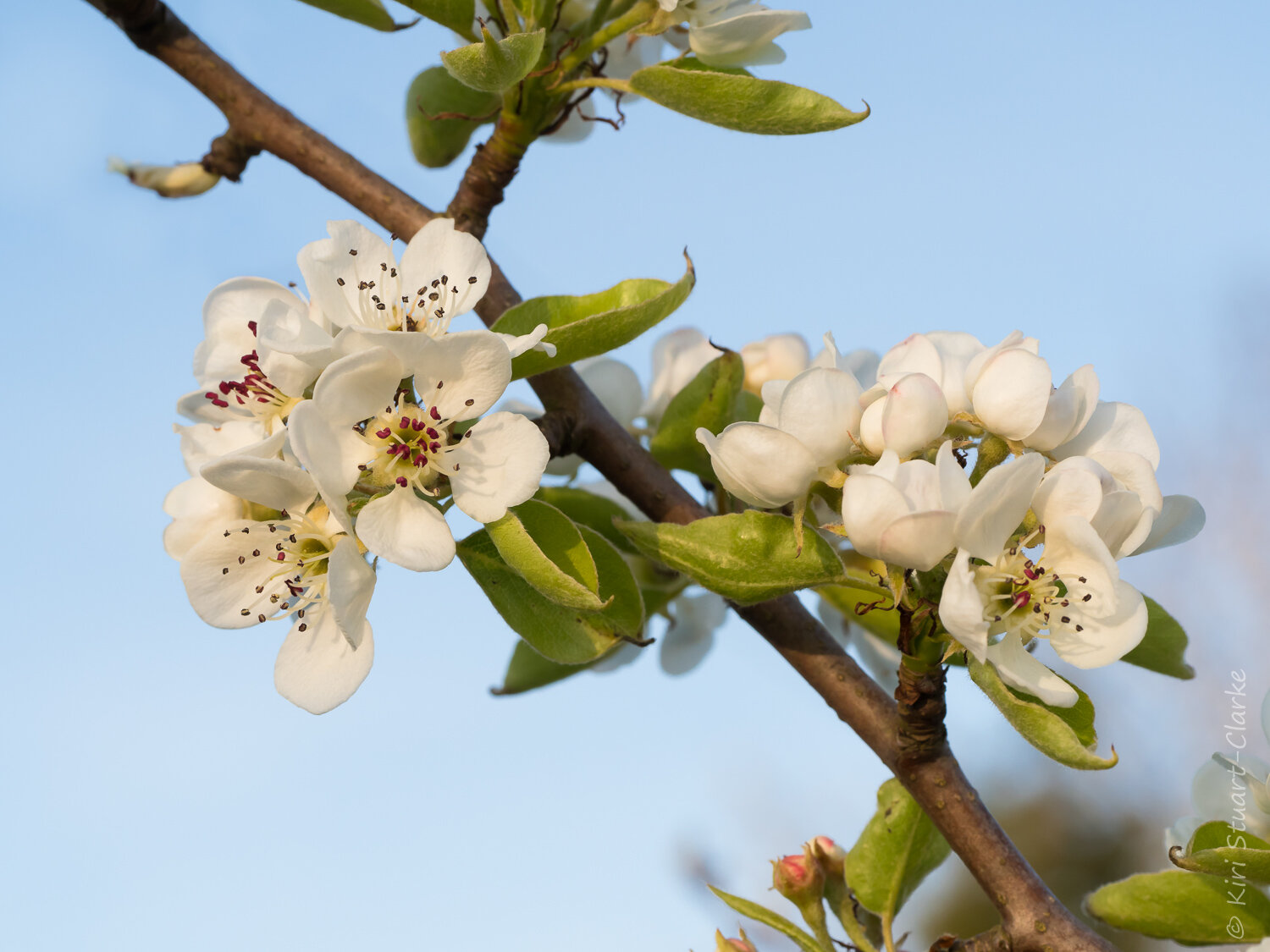  Evening Pear tree blossom 