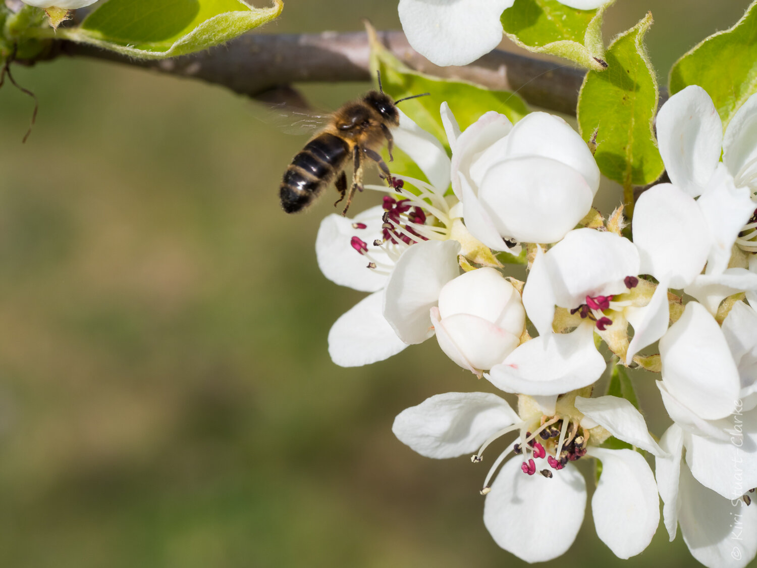  Honey bee flying amongst pear tree blossom 