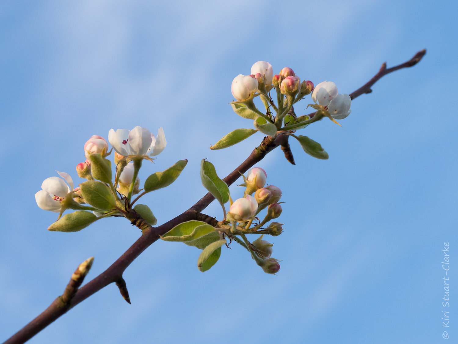  Pear Tree blossom 