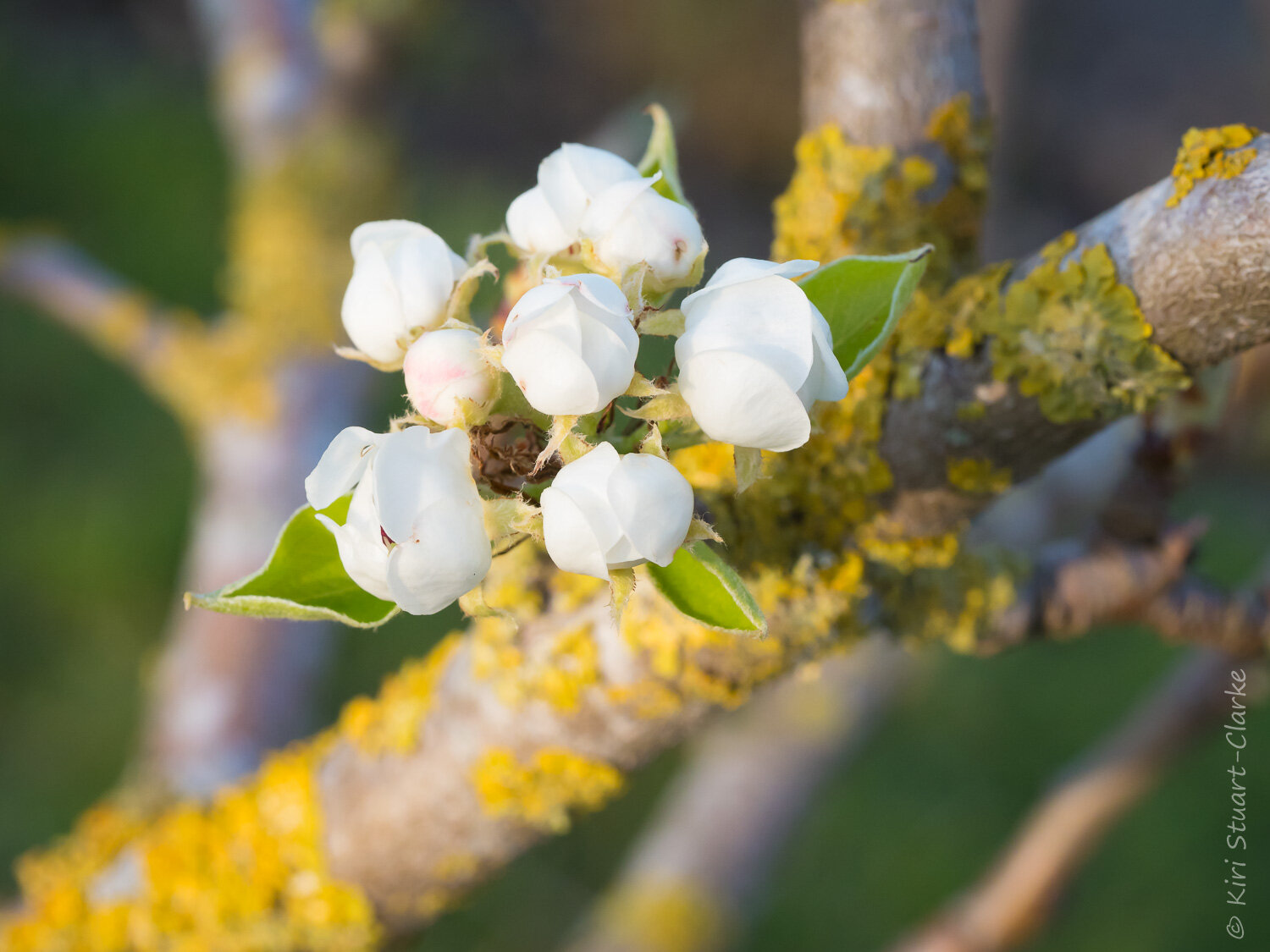  Pear tree buds against lichen 