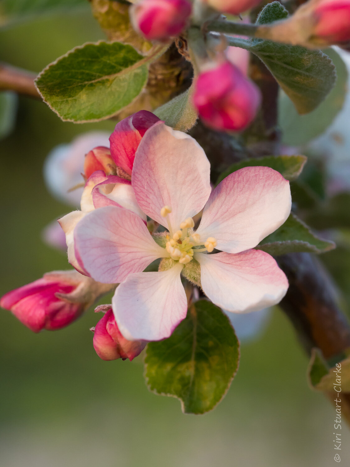  Apple tree blossom 0 