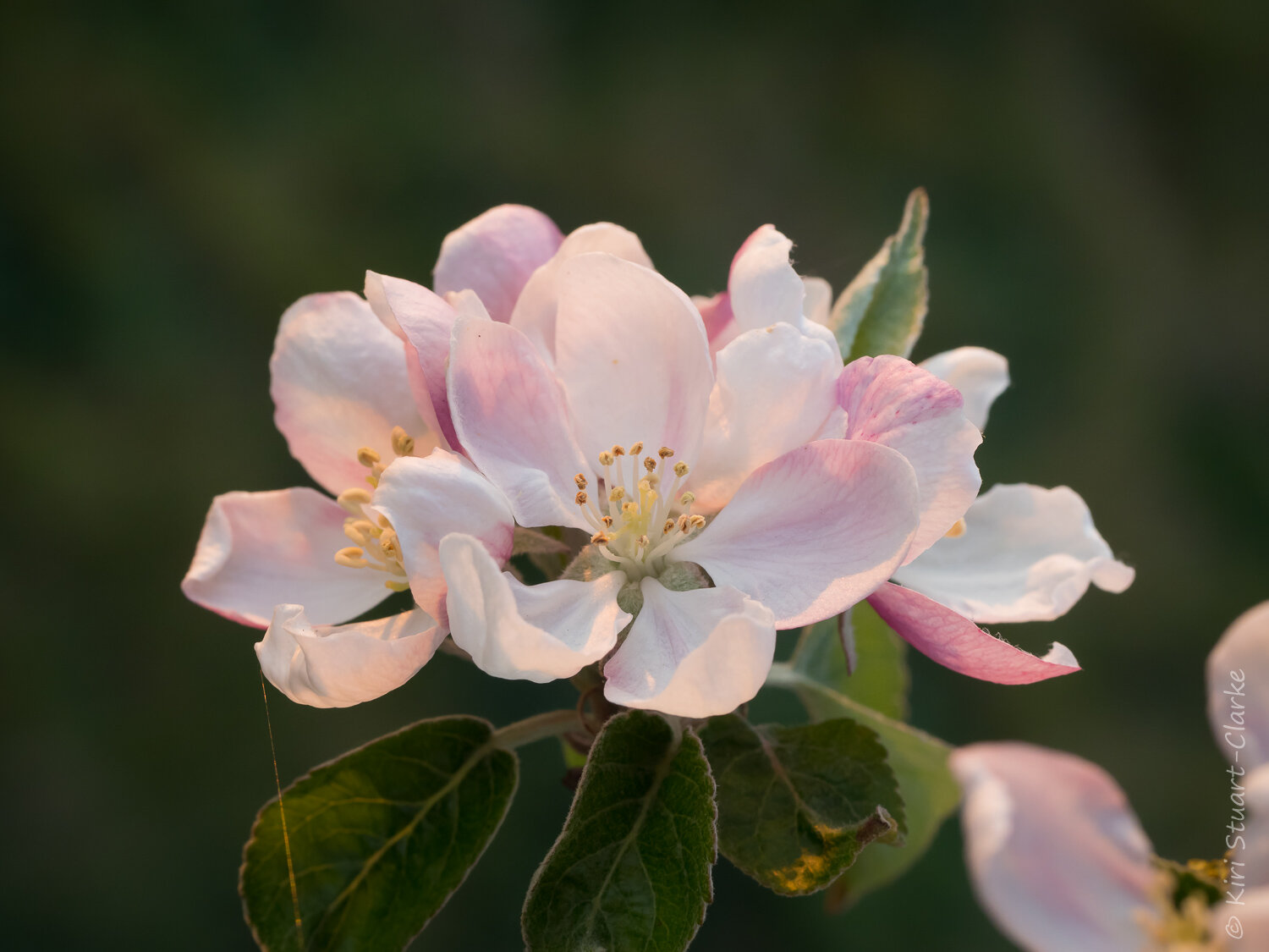  Apple tree blossom 2 