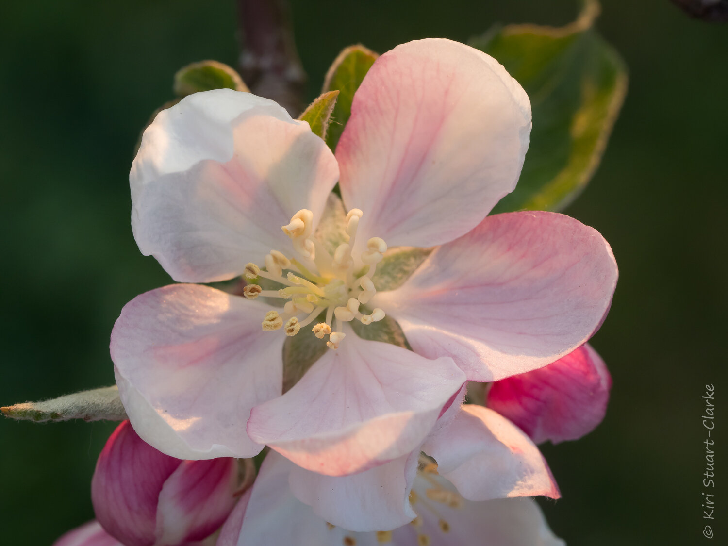  Apple tree blossom 3 