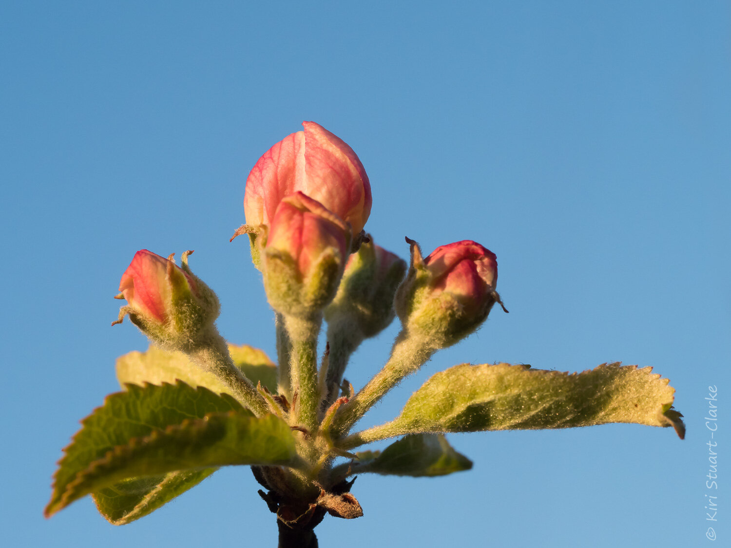  Apple tree blossom 4 buds 