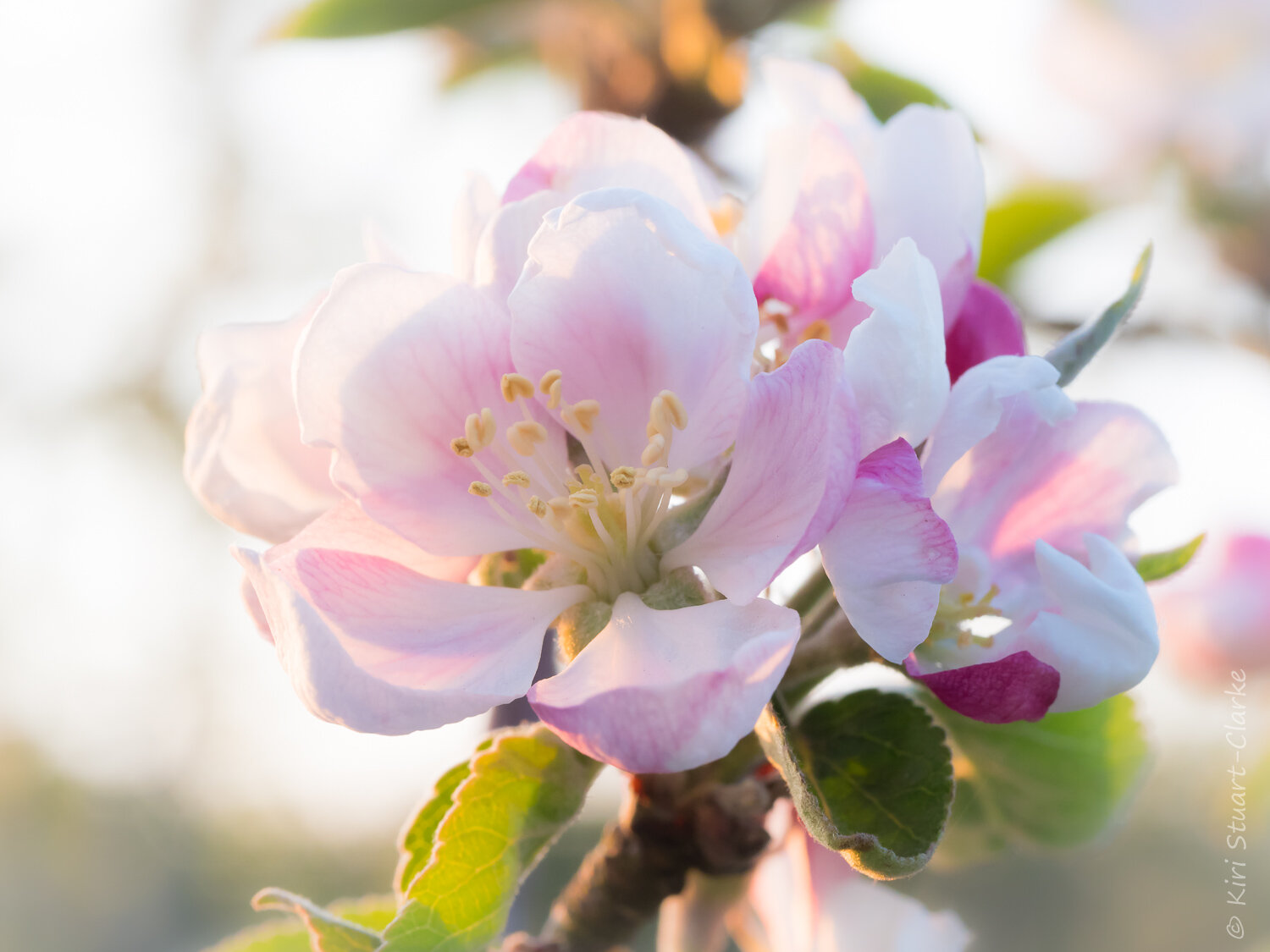  Apple tree blossom 5 high key 