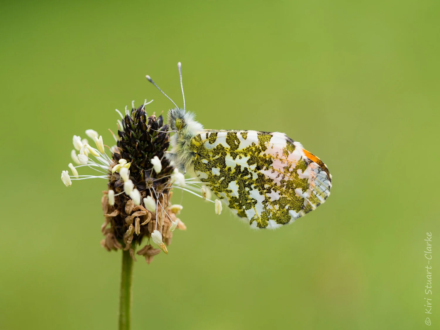 Planting for Orange Tip Butterflies — Kiri