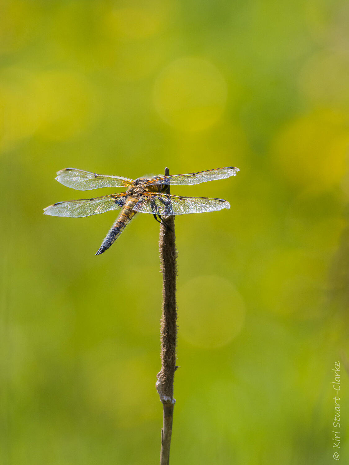  Broad-bodied Chaser portrait 