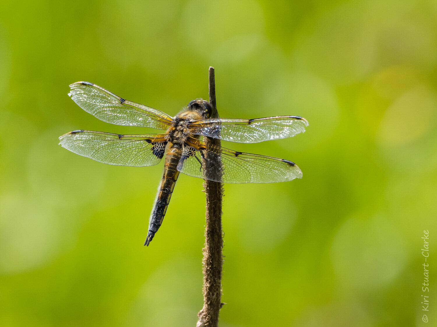  Broad-bodied Chaser dragonfly close up 