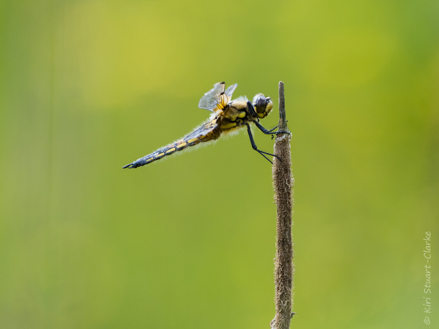  Broad-bodied Chaser dragonfly in profile 