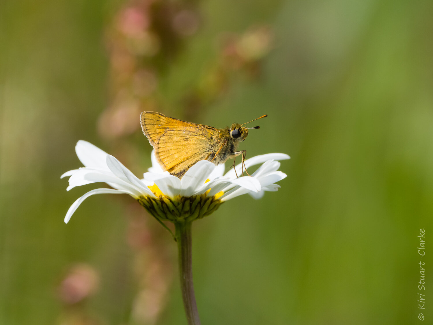  Tatty Large Skipper on Oxeye daisy 