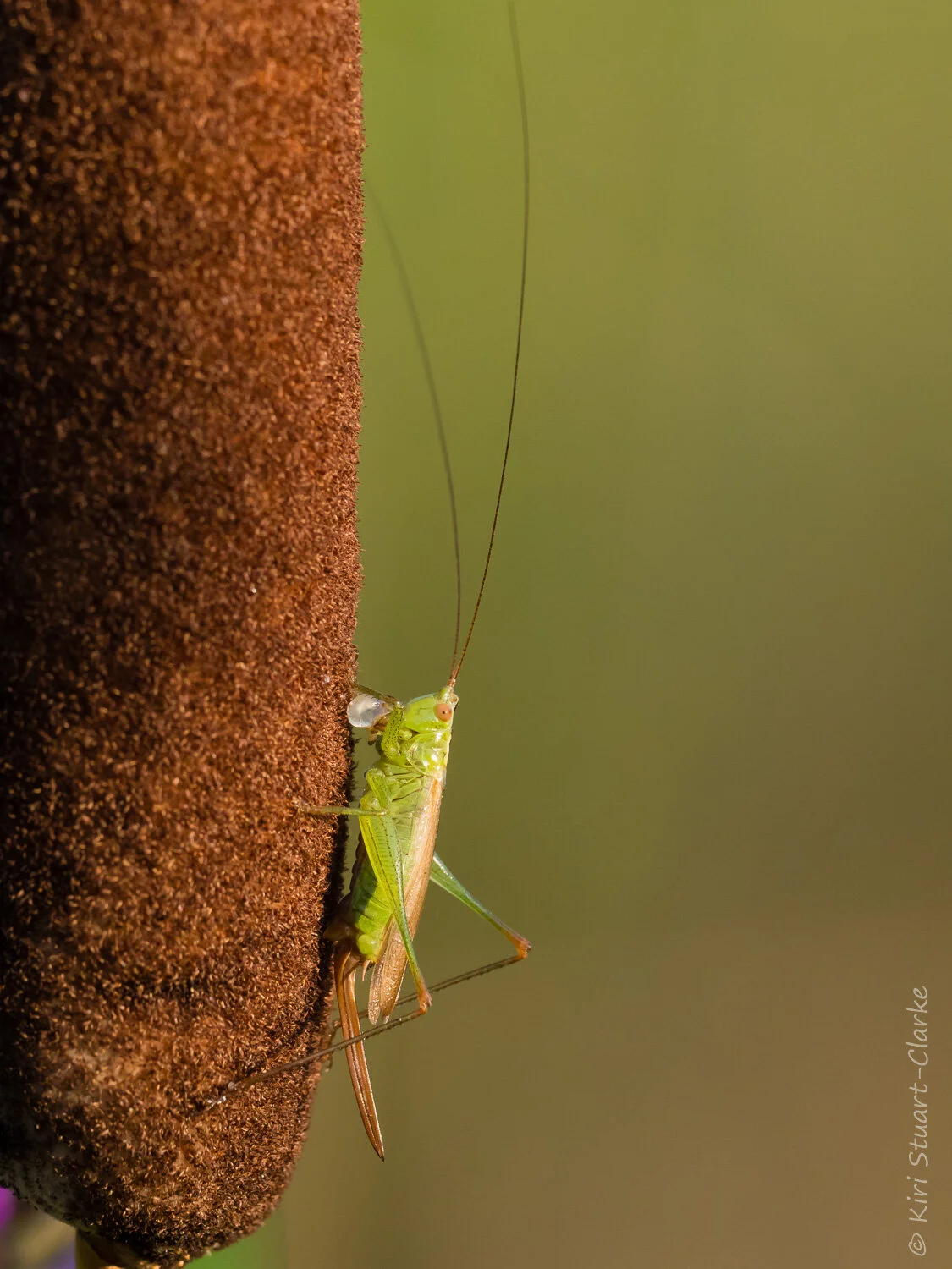 Long-winged Cone-head — Kiri