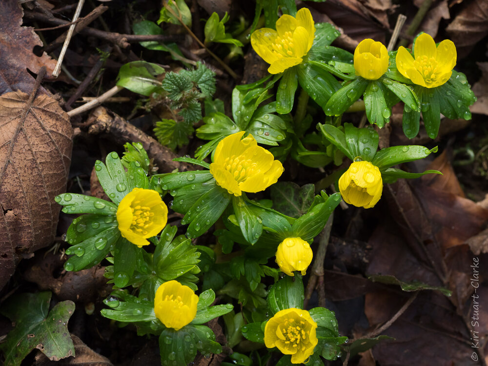  Winter Aconite Cluser close up 