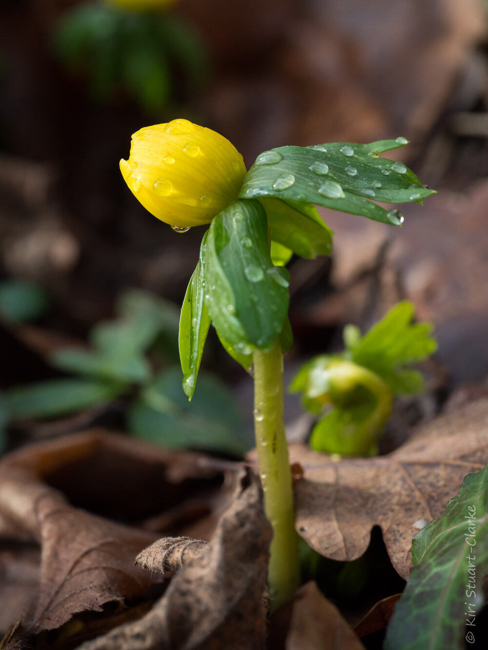  Winter Aconite in Profile 