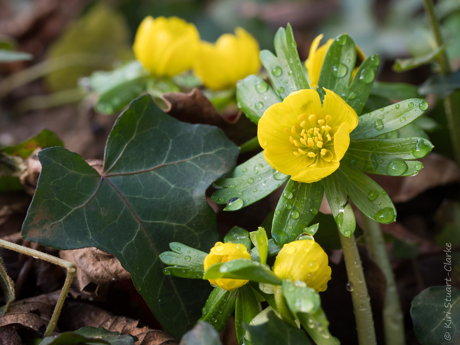  Winter Aconite and Ivy leaf 