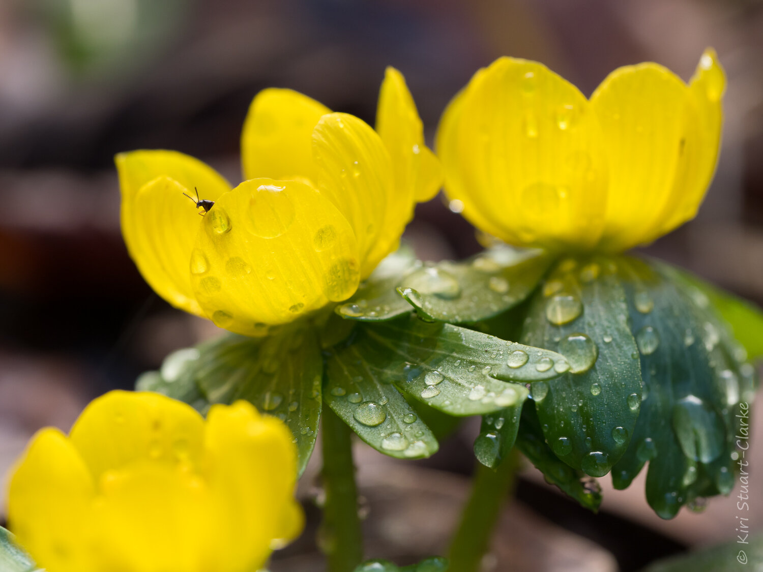  Winter Aconite close up with bug peeping out 