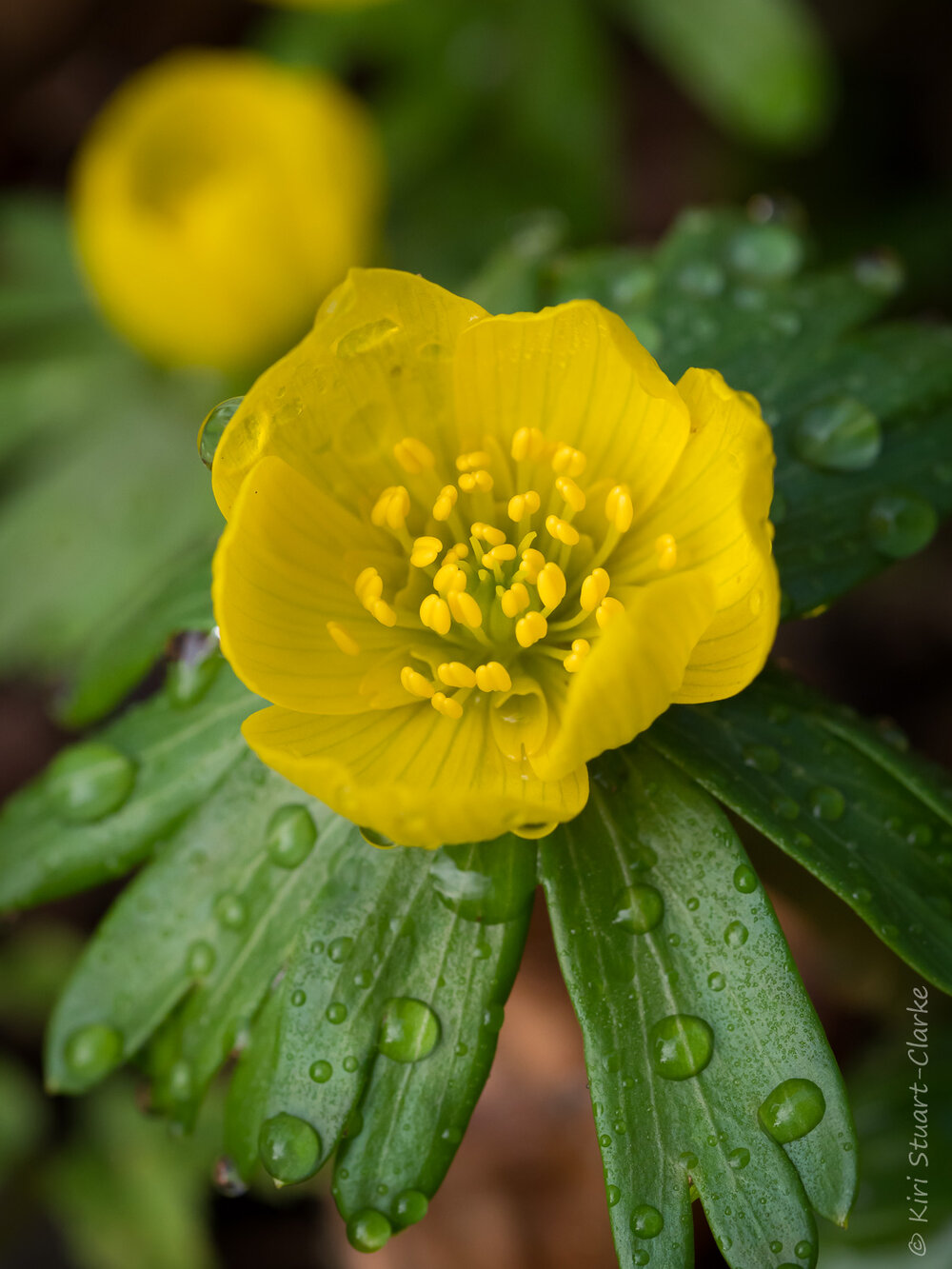  Single Winter Aconite flower close up 