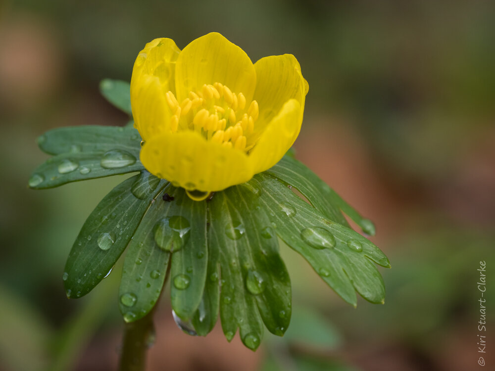  Single Winter Aconite flower and sepals composition 2 