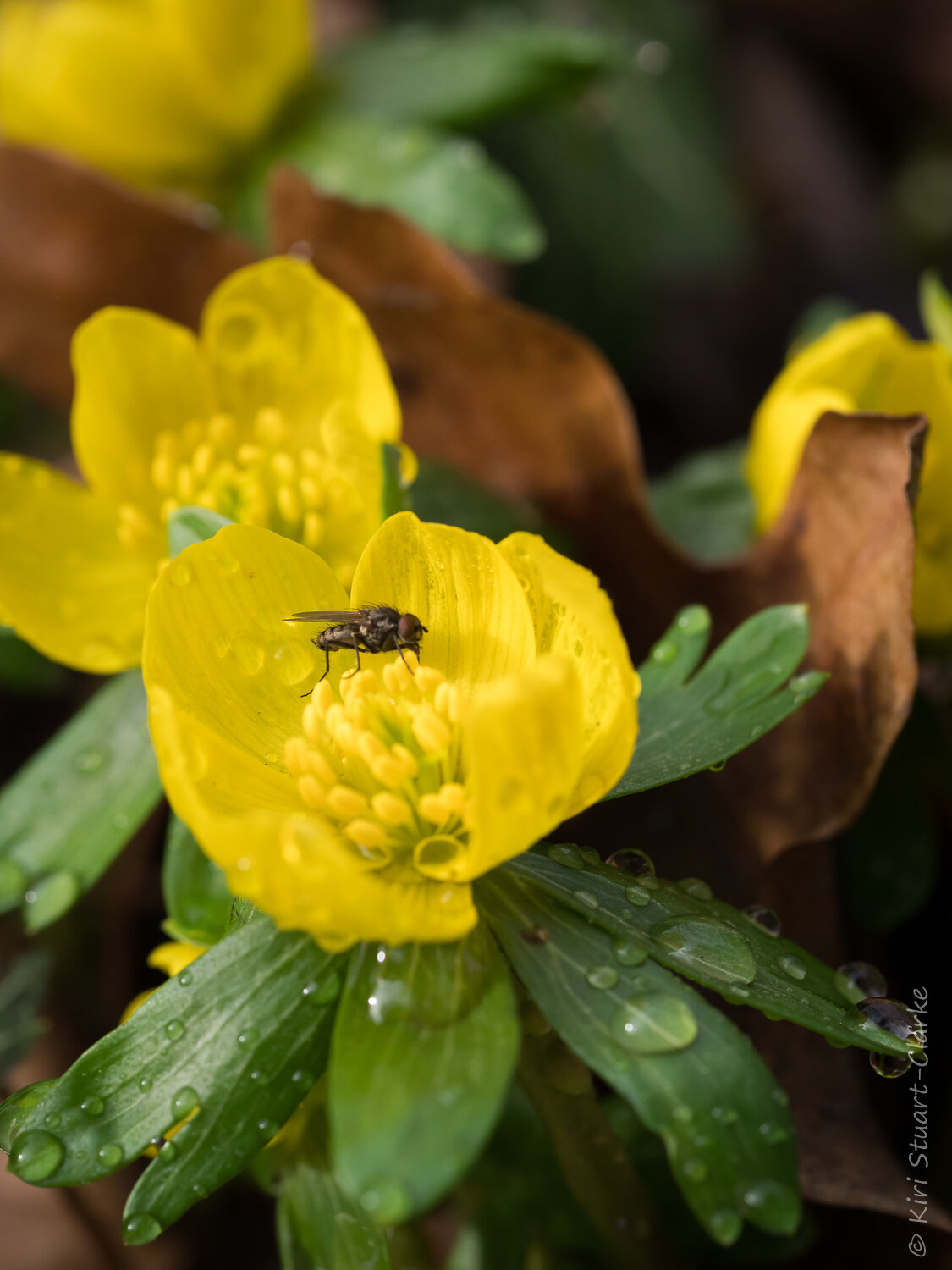  Winter Aconite and Fly 