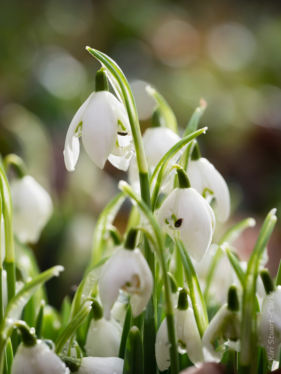  Backlit Snowdrop close up 