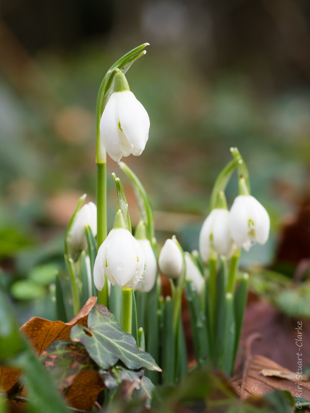  Snowdrop Cluster emerging from leaves - portrait 