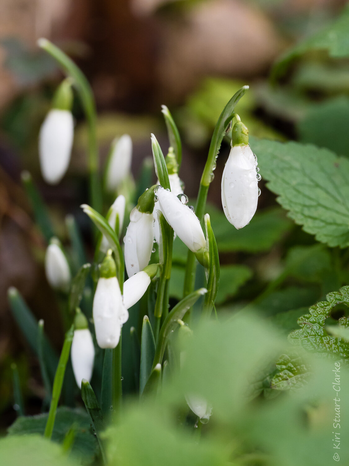  Dew Snowdrops - Grenstein 