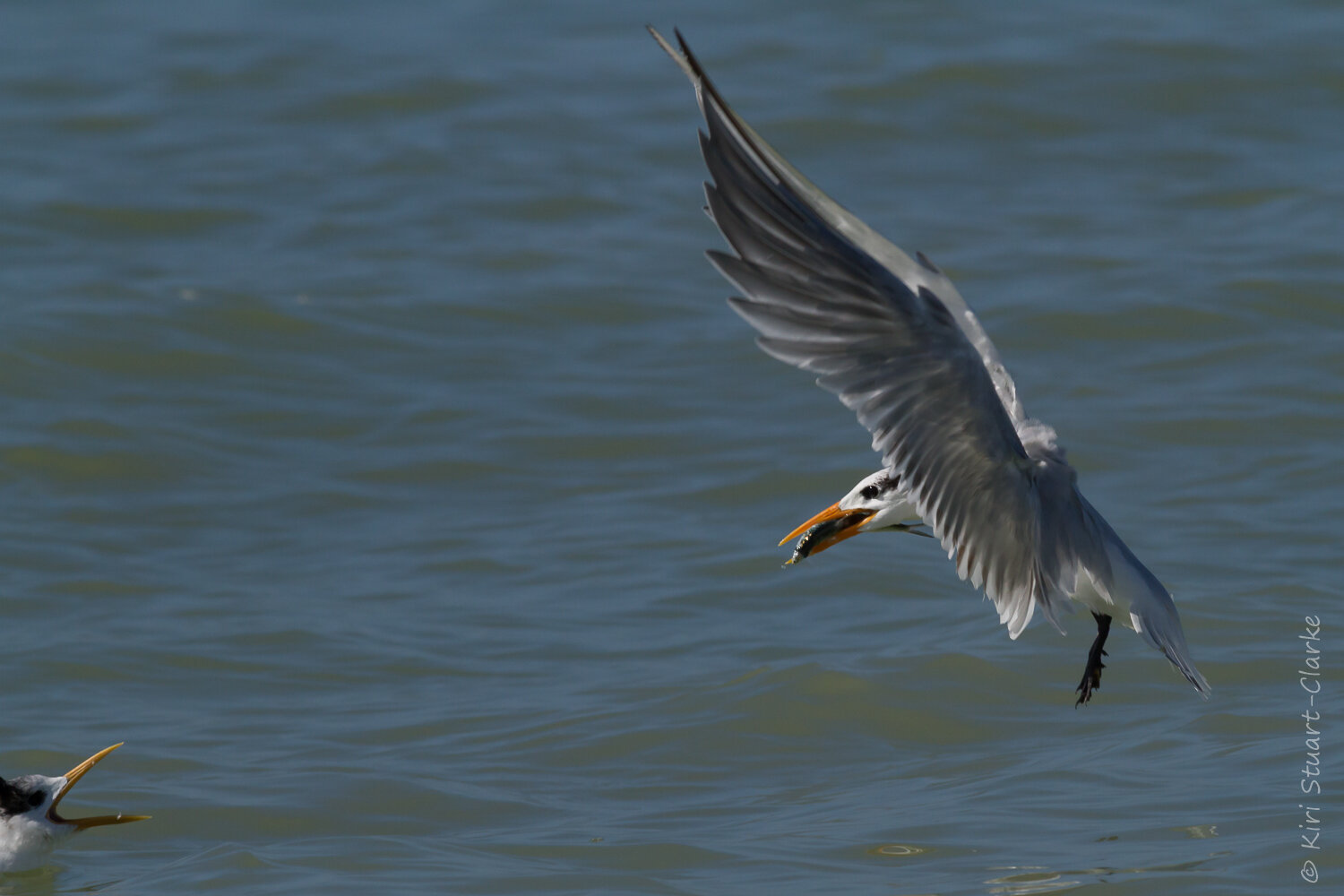  Adult tern returning to young with fish 