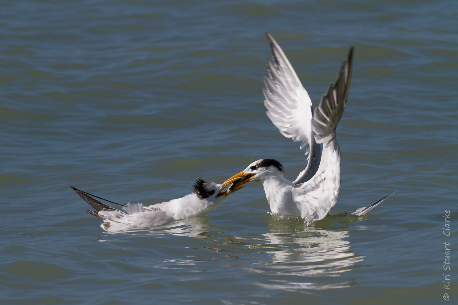  Royal tern feeding young wings outstretched 