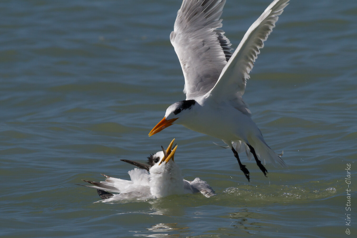  Royal tern flying away after feeding young 