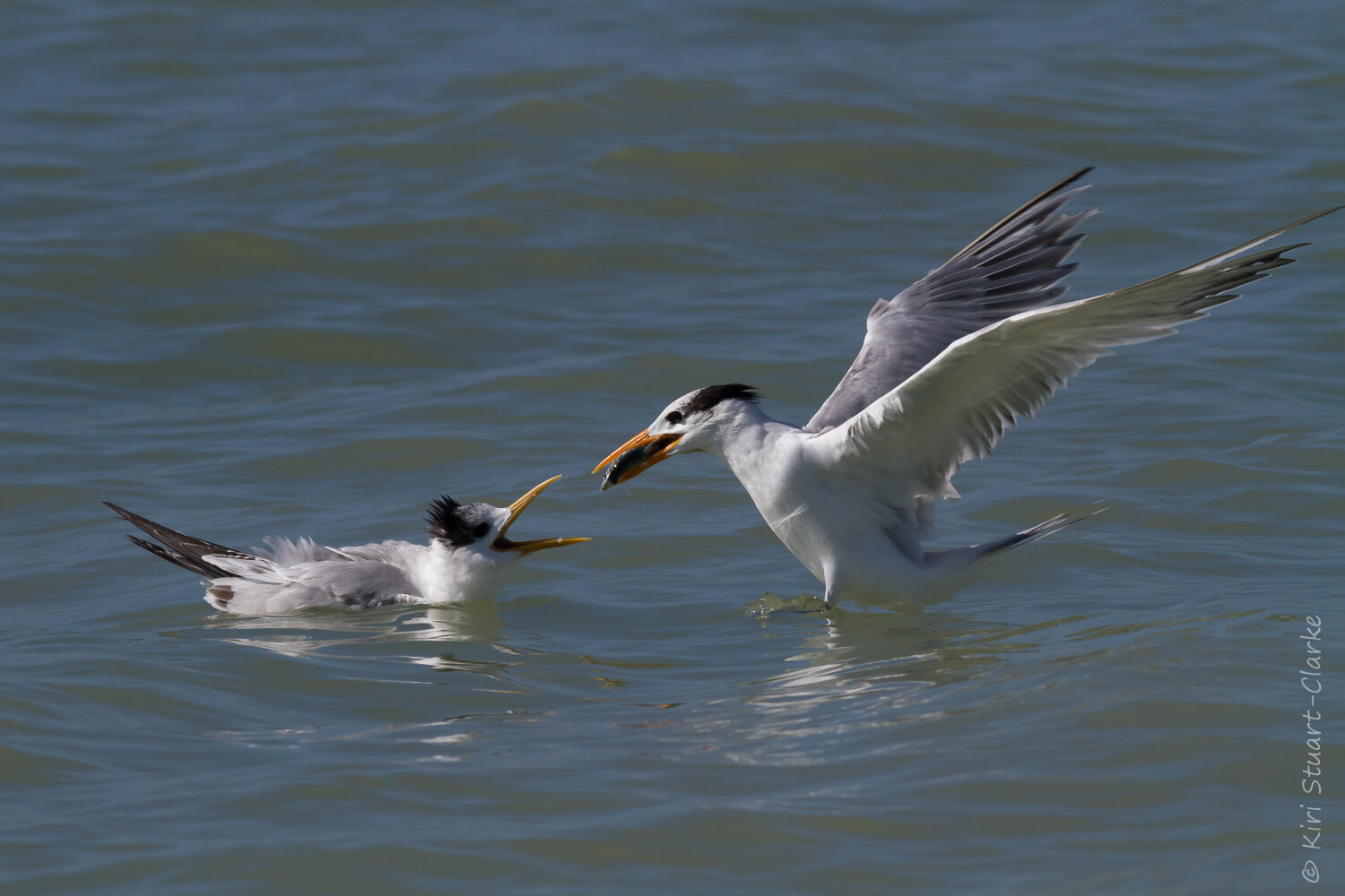  Royal tern landing to feed young 