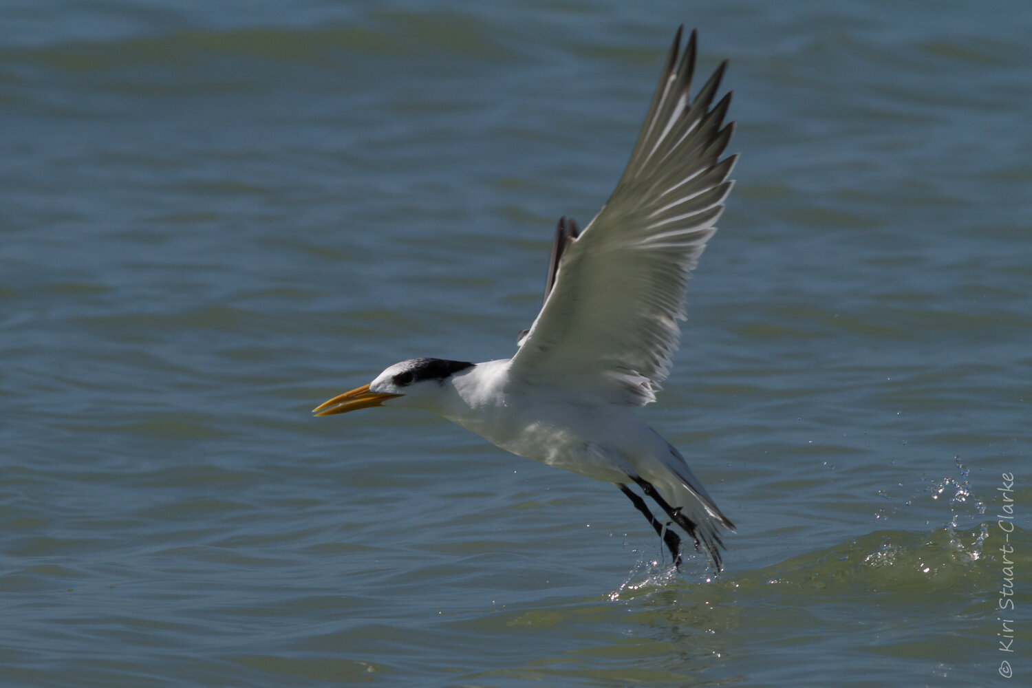  Royal tern skimming the water during take-off 