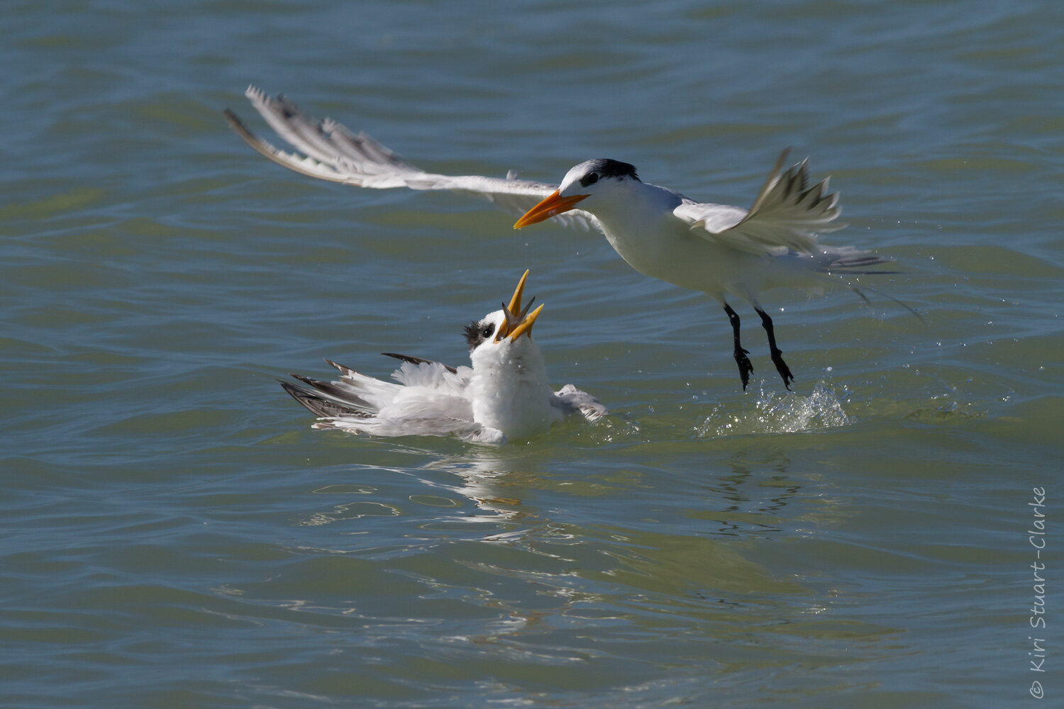  Royal tern taking off after feeding young 