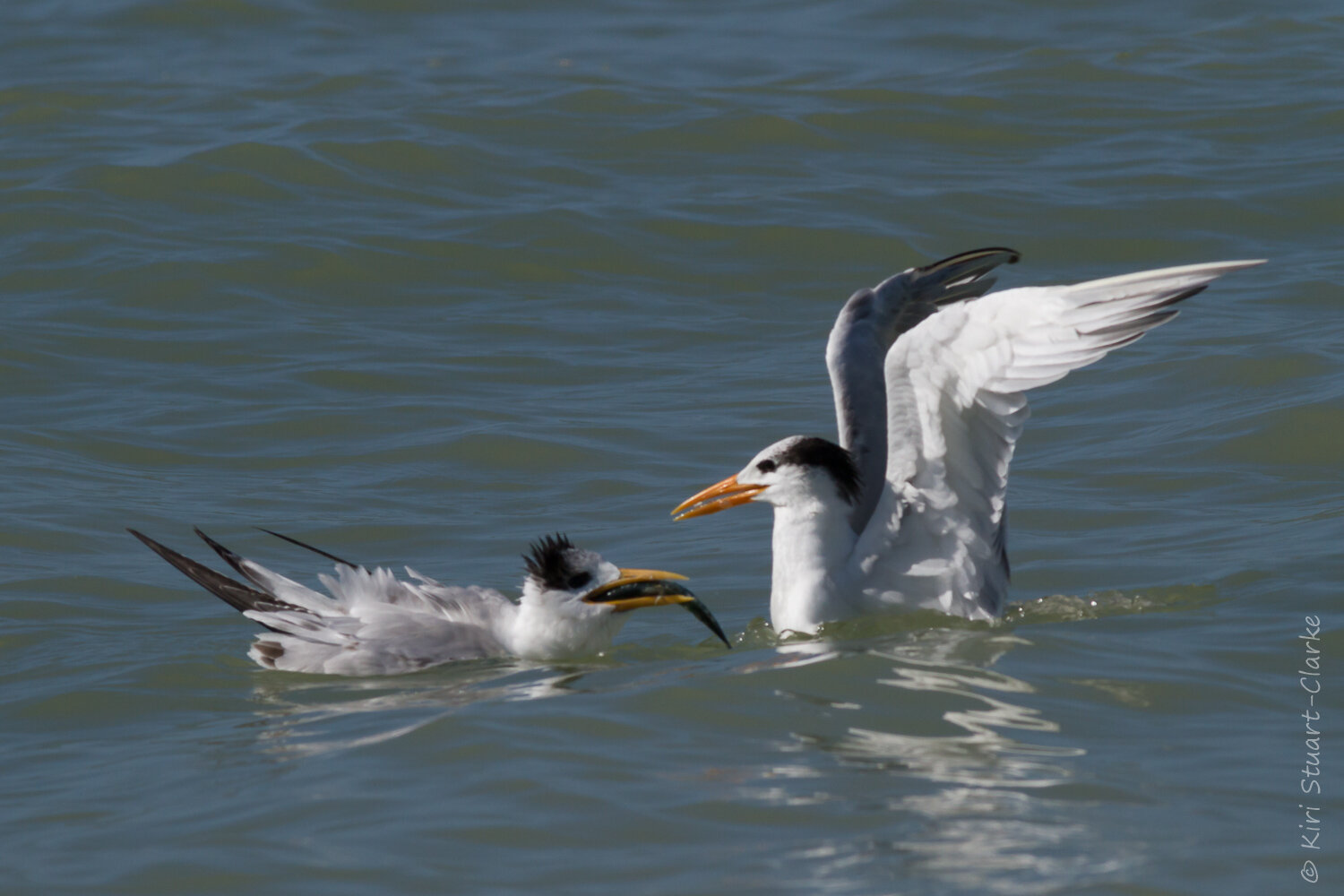  Young royal tern with fish 