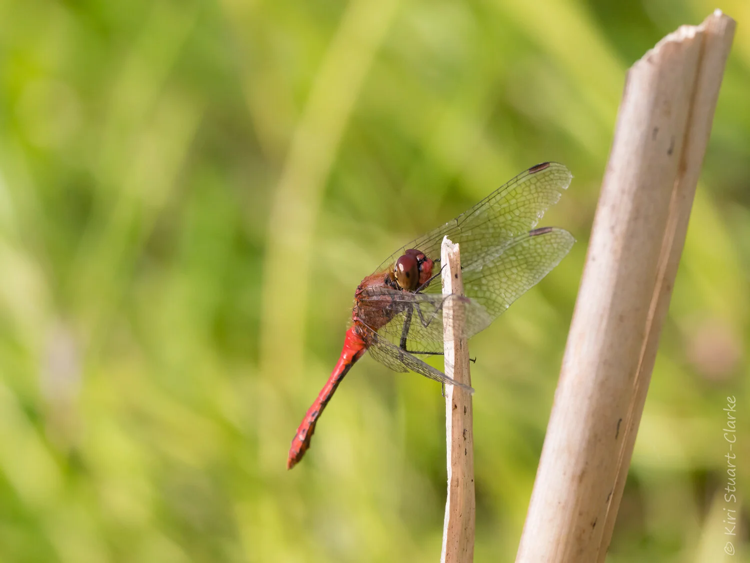 Norfolk Insects insects — Norfolk nature photo blog — Kiri